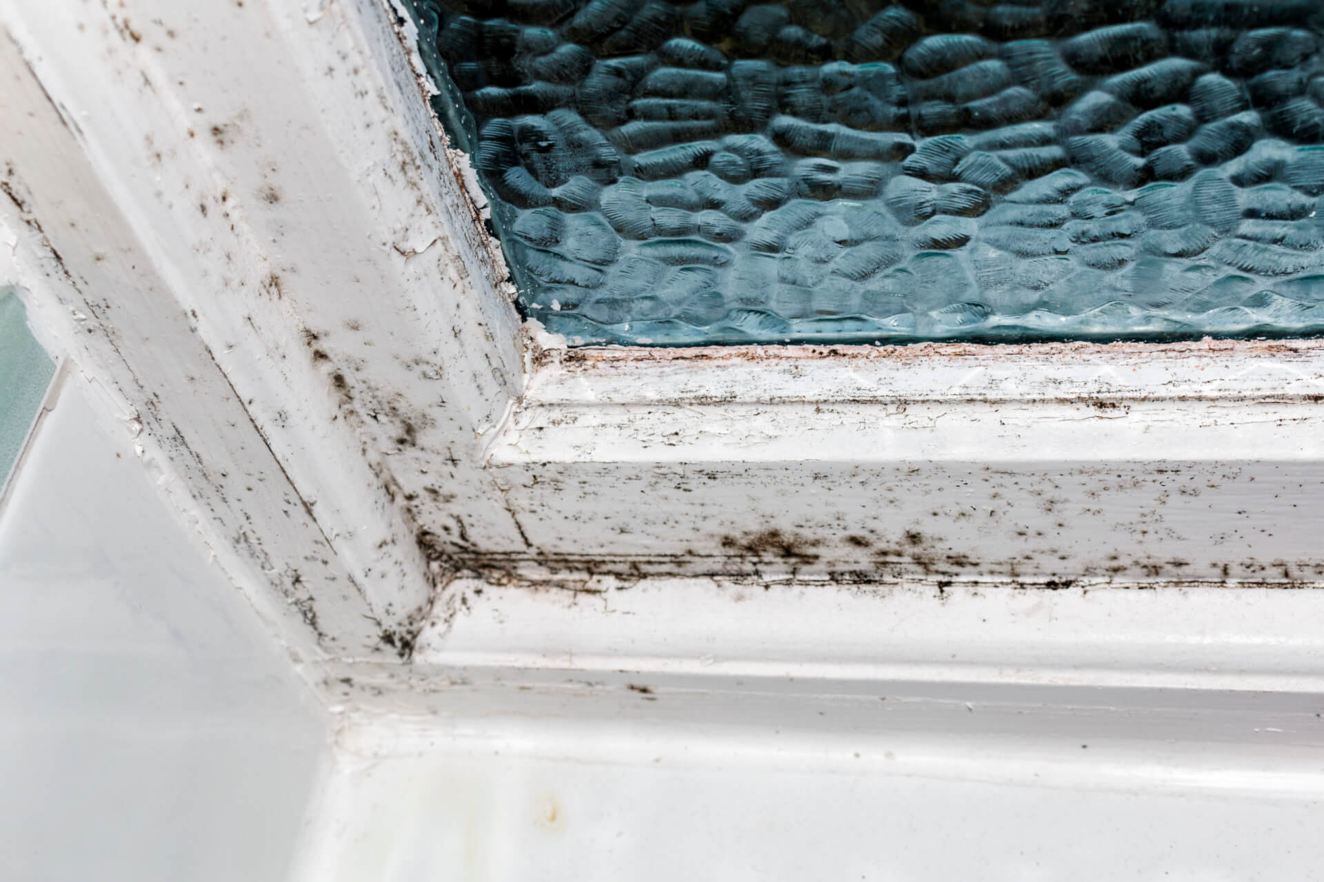 How to clean and control mold Maid Brigade
